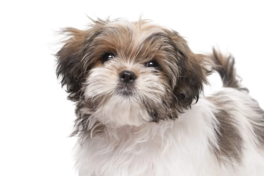 Maltese And Shih Tzu Mix Dog Tzu Dog Maltese Shih Tzu Mix Full